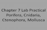Chapter 7 Lab Practical Porifera, Cnidaria, Ctenophora ... · Chapter 7 Test Study Guide Porifera, Cnidarian, Ctenophores, Mollusks •Vocab from the terms in the Lab Practical •Symmetry