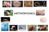 ARTRÓPODES - Colégio Saber Online · artrópodes e, conseqüentemente, dentre todos os animais. • A maioria é terrestre, embora algumas espécies tenham se adaptado à vida no