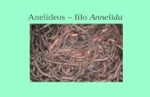 Anelídeos – filo Annelida · Corpo cilíndrico e segmentado (externa e internamente), podendo ter alguns milímetros ou até 2 metros.
