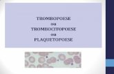 TROMBOPOESE ou TROMBOCITOPOESE ou … · HEMATOPOESE Progenitores Precursores Stem Cell . Fonte: Hoffbrand & Pettit, 2001 . Produção de Plaquetas