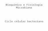 [PPT]Bioquímica e Fisiologia Microbiana - Técnico … · Web viewBioquímica e Fisiologia Microbiana Ciclo celular bacteriano Sistema Arc (aerobic respiration control) A schematic