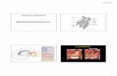 Sistema Digestório · 29-Sep-17 1 Intestinode humanos; 6-7X tamanhodo corpo Intestintode ruminantes: 20x tamanhodo corpo Sistema Digestório INT ANTERIOR: Faringe Esôfago