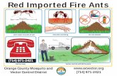 Red Imported Fire Ants - ocvector.org · Red Imported Fire Ants Orange County Mosquito and Vector Control District (714) 971-2421 Ants make mounds of soil Call for help (714) 971-2421