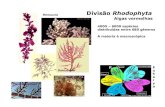 Renouxia Divisão Rhodophyta Algas vermelhas - UENFuenf.br/Uenf/Downloads/LBT_3660_1277302766.pdf · • parede celular de celulose ... A presença de ficocianina e ficoeritrina permite