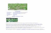 Taro · Taro Taro (Colocasia esculenta) Systematik Unterklasse: Froschlöffelähnliche (Alismatidae) Ordnung: Froschlöffelartige (Alismatales) Familie: Aronstabgewächse ...
