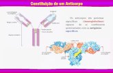 Os anticorpos são proteínas específicas (imunoglobulinasfiles.comunidades.net/albertocaeiro/Imunidade_e_controlo_de... · Os mecanismos de Imunidade humoral e celular são interdependentes,