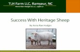 TLH Farm LLC, Ramseur, NCm - The Livestock Conservancy · Anna Rae Hodgin & J.C. Loflin Jr. TLH Farm LLC, Ramseur, NCm LLC • At what age should you buy sheep? • Expected pricing