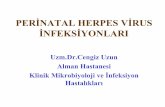 PERİNATAL HERPES VİRUS İNFEKSİYONLARI - klimik.org.tr · • Genital herpes infeksiyonu hikayesi. • Özellikle ataklarda cinsel perhiz veya eşe antiviral tedavi (asiklovir