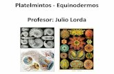 Platelmintos - Equinodermos Profesor: Julio Lorda · Platelmintos - Equinodermos Clase 1 . ... Reino: Animalia División: Chordata Clase: Mammalia Orden: Primates ... No Slide Title