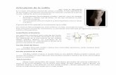 Articulación de la rodilla - telmeds.orgtelmeds.org/wp-content/uploads/2012/01/Articulacion_de_la_rodilla2.pdf · 2 articulaciones femorotibiales (medial y ... a la superficie posterior