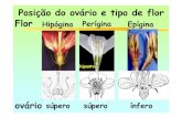 Posição do ovário e tipo de flor Flor Hipógina Perígina ... · Gametogênese Esporogênese Testa da semente Endosperma Embrião ... das angiospermas. Frutos • E st ru a conhe