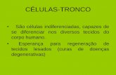 CÉLULAS-TRONCO - providaanapolis.org.br · Terapia com células-tronco • É o transplante de células-tronco (ou seja, indiferenciadas) em órgãos lesados, a fim de que elas se
