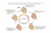 Per Ciclo Cardiaco si intende la successione dell’attività ... · Per Ciclo Cardiaco si intende la successione dell’attività ritmica del cuore ovvero una sequenza di contrazione-rilasciamento