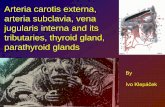 Arteria carotis externa, arteria subclavia, vena jugularis ...anat.lf1.cuni.cz/souhrny/alekzs1002b.pdf · (C6-C1) → s pinal and muscular branches Atlantic part – sulcus a.v.,