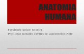 ANATOMIA HUMANA - jvasconcellos.com.brjvasconcellos.com.br/fat/wp-content/uploads/2012/08/Aula-01-AH.pdf · •Conceito: O corpo está dividido em duas metades homólogas (aparentemente