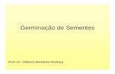 Germinação de Sementes - felix.ib.usp.brfelix.ib.usp.br/pessoal/marcos/fisio2008/PDF/PDF TEORICA/germinacao... · Variações nos teores de AIA ao longo de 30 dias na embriogênese