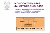 MONOOXIGENASAS del CITOCROMO P450 - Universidad de … · 2015-11-27 · Esquema del ciclo catalítico del CytP 450: el NADPH es el dador de los e- que le llegan al Cyt P450 desde