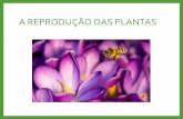 A REPRODUÇÃO DAS PLANTAS - …images.educacaoadventista.org.br/siteescola/sites/sp/portofeliz/... · REPRODUÇÃO DAS PLANTAS COM FLOR •As plantas reproduzem-se para assegurar