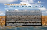 SARGASSO SEA ALLIANCE protecting the SArgASSo SeA · The Sargasso Sea, with an area of over 4 million square kilometres, is located within the North Atlantic sub-tropical gyre with