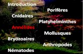 Introduction Porifères Cnidaires Platyhelminthes Annélides ... · Classe Caudofoveata Classe Solenogastres Classe Monoplacophora Classe Polyplacophora (chitons) Classe Scaphopoda