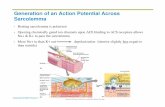 Generation of an Action Potential Across Sarcolemma · The sarcolemma is relatively impermeable to both ions Action Potential: Electrical Conditions of a ... A motor unit is a motor