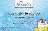 Gut health in poultry - Avicol S.A. Intestinal-RICHARD BAILEY.pdf · • Gut health is essential for good growth and FCR • Gut health relies on acquisition and maintenance of a