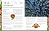 PINUS TAEDA - Inter Link SAS · PINUS TAEDA [Loblolly Pine] Growing zones and origin The loblolly pine is native to the Southeastern United States. Tree profile The evergreen loblolly