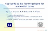 By 1J. O. Evjemo, 2K. I. Reitan and 1Y. Olsen - UGent JO.pdf · Artemia sp. and T. longicornis Time (days) 010203040 DHA content in halibut larvae (% of total fatty acids) 0 10 20