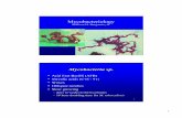 Mycobacteria sp. - UAB School of year/Micro/powerpoint/   2 3 Identification of Acid