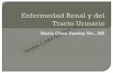 María Clara Sardoy, Vet., MS · •Sangre, hemoglobina, mioglobina Hematuria > 5 a 10 cel/campo Hemoglobinuria: hemólisis intravascular, plasma rosa, anemia ... Antibióticos de