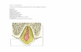Lab 2- worksheet Enamel. The tooth below has been divided by thirds, both crown and root. The left diagram shows the tooth from a labial/buccal view, the right diagram shows a mesial