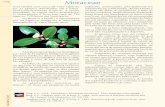 Moraceae - botanicaamazonica.wiki.br raiz suporte ausente Ausentes Presente ou ausente 6 Branco, quando árvores látex de outra cor Amplexicaule Amplexicaule Amplexicaule Com raiz