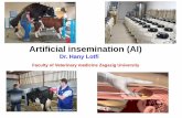 Artificial insemination (AI) - Smile you are Vetaymanmesalam.weebly.com/uploads/2/7/9/7/27974939/semen_collection.pdf · Simple artificial insemination protocol . Dr Hany Lotfi What