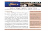 Avaliação do Estado de Conservação da Tartaruga Marinha ...tamar.org.br/publicacoes_html/pdf/2011/2011_avaliacao_chelonia.pdf · O estado de conservação da tartaruga marinha