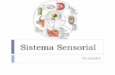 Os sentidos - colegiosacramentinas.com.brcolegiosacramentinas.com.br/.../uploads/2018/09/Sistema-Sensorial.pdf · Sistema Sensorial Os sentidos . Os sentidos ... Audição . Mecanorreceptores