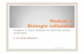 1 le cycle cellulaire - lewebpedagogique.comlewebpedagogique.com/biotechjm/files/2016/02/1-le-cycle-cellulaire.pdf · Préparation à la mitose suivante cours BCM E.Grelier 8 . La