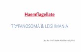 TRYPANOSOMA & LEISHMANIAdoctor2016.jumedicine.com/wp-content/uploads/sites/6/2018/08/Blood... · Visceral Leishmaniasis(L.donovani). 1. Bite of sand fly 2. ... •Leishmania tropica