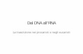 Dal DNA all’RNA - people.unica.itpeople.unica.it/patriziazavattari/files/2011/11/05_Trascrizione.pdf · L’inizio della trascrizione negli eucarioti deve tener conto del forte