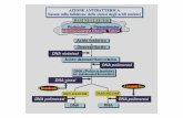 Diapositiva 1 - Università degli Studi di Bari Aldo Moro · Ampio: Gram+ e Gram-, micobatteri ( > INH verso TBC) e alcuni virus (es. adenovirus) Meccanismo d'azione Inibizione di