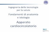 Apparato cardiocircolatorio - UniBG · Ingegneria delle tecnologie per la salute Fondamenti di anatomia e istologia Apparato cardiocircolatorio