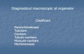 Diagnosticul macroscopic al organelor · Clasificarea leziunilor Difuze/localizate; generalizate Plane Nodulare Cu plus de substanţă (vegetante) Cu minus de substanţă (ulceronecrotice)