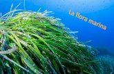 Le alghe sono vegetali indispensabili per la vita degli ... vegetali...Le alghe sono vegetali indispensabili per la vita degli ambienti acquatici Le alghe hanno forme, dimensioni e