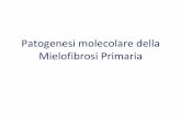 Patogenesi molecolare della Mielofibrosi Primariacampus.unibo.it/85279/43/LEZIONE_PMF_5.pdf · Citogenetica convenzionale, SNPs array profiling Le alterazioni piùcomuni sono: •