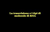 Genetica La trascrizione e i tipi di molecole di RNA 8... · Pierce, GENETICA, Zanichelli editore S.p.A. Copyright © 2005 L’inizio della trascrizione da parte dell’RNA Pol II
