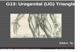 G13: Urogenital (UG) Triangle - anatomy.med.utah.edu UG Triangle... · G13: Urogenital (UG) Triangle David A Morton Syllabus - Pg. 3 ANAT 6010 Medical Gross Anatomy