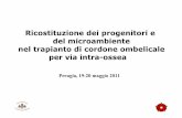Ricostituzione dei progenitori e del microambiente nel ... · nel trapianto di cordone ombelicale per via intra-ossea Perugia, 19-20 maggio 2011. INTRODUZIONE (1) ... CON SUPERIORE