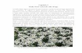 Capitolo 2 Dalla fonte naturale alla droga - olgacasanova.it2081.pdf · risorse locali, territoriali e la conseguente salvaguardia delle specie spontanee autoctone. La coltivazione