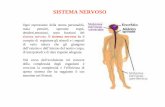 Sistema nervoso - med.unipg.it Preparazione 2013 2014/Biologia... · sensoriali, fibre nervose che portano le informazioni dalla periferia al SNC ( fibre afferenti ) e da quelle che