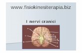   I nervi cranici VII - nervo faciale e nervo intermediario VIII - nervo cocleo-vestibolare