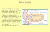 Il ciclo ovarico - icviaormea.gov.it riproduttivo... · dell'esofago, dello stomaco, dei genitali esterni e della tiroide. L'embrione misura tra i 3 mm (a 5 settimane) e i 6 mm (a